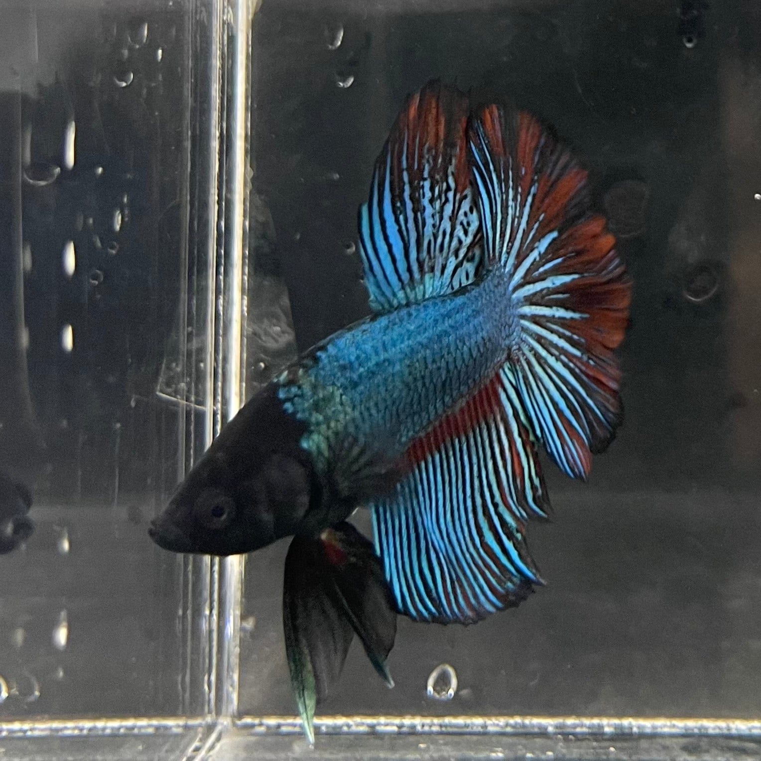 the-fish-farm Male Betta Male Betta - One Only - 14 Choose your favourite Male Betta from The Fish Farm Australia