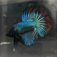 the-fish-farm Male Betta Male Betta - One Only - 14 Choose your favourite Male Betta from The Fish Farm Australia