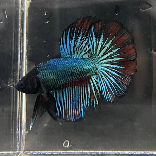 the-fish-farm Male Betta Male Betta - One Only - 14 Choose your favourite Male Betta from The Fish Farm Australia