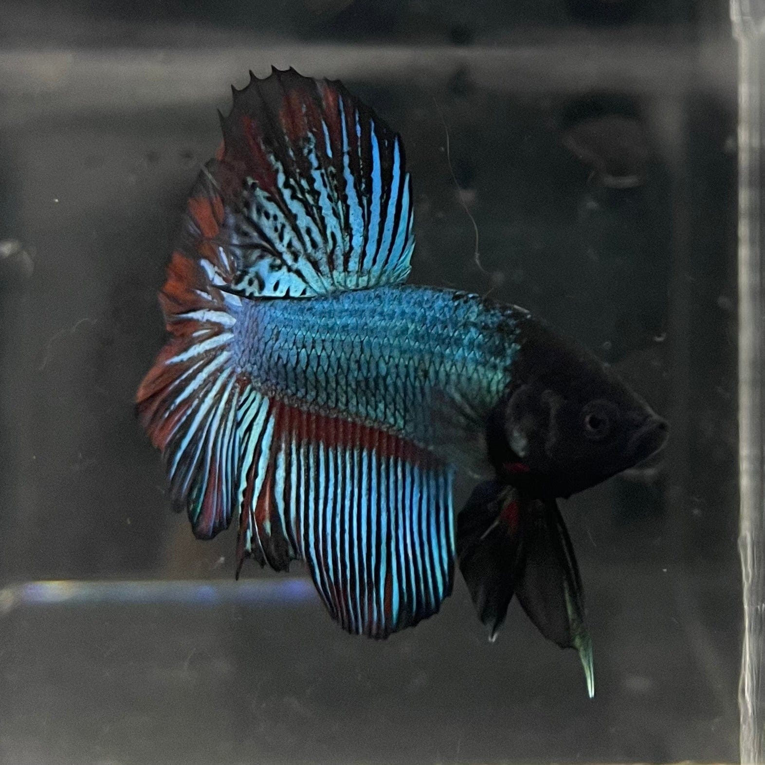 the-fish-farm Male Betta Male Betta - One Only - 14 Choose your favourite Male Betta from The Fish Farm Australia