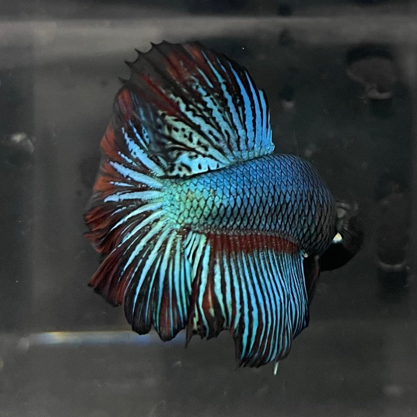 the-fish-farm Male Betta Male Betta - One Only - 14 Choose your favourite Male Betta from The Fish Farm Australia