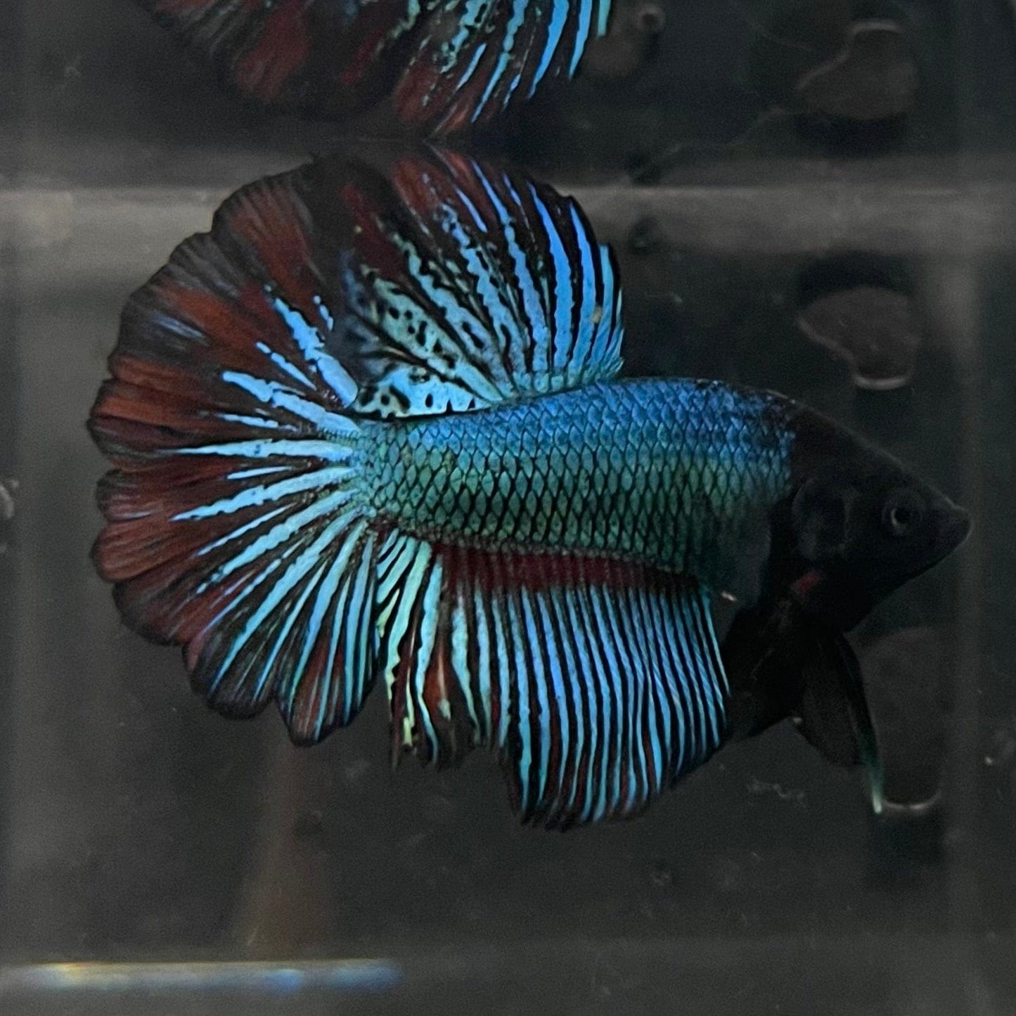 the-fish-farm Male Betta Male Betta - One Only - 14 Choose your favourite Male Betta from The Fish Farm Australia