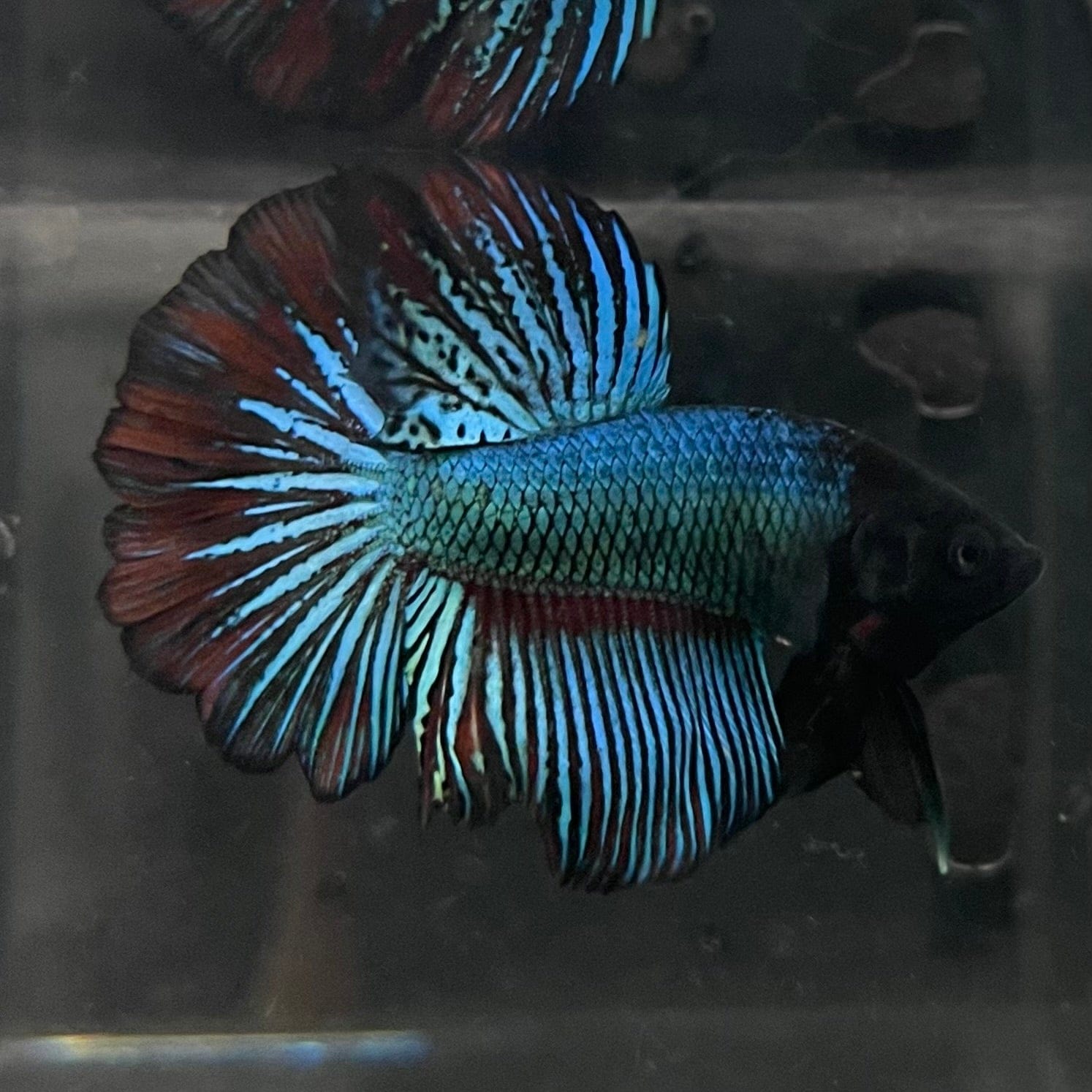 the-fish-farm Male Betta Male Betta - One Only - 14 Choose your favourite Male Betta from The Fish Farm Australia