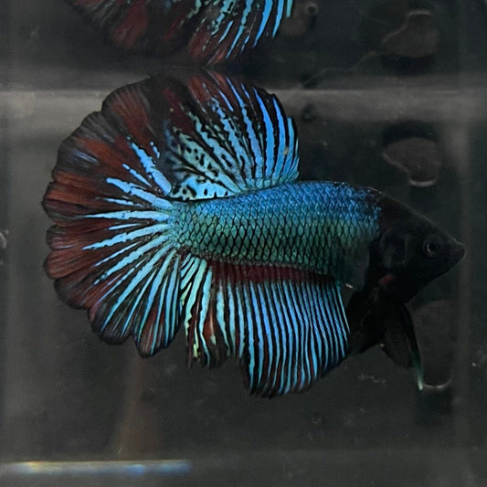 the-fish-farm Male Betta Male Betta - One Only - 14 Choose your favourite Male Betta from The Fish Farm Australia