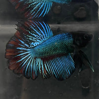 the-fish-farm Male Betta Male Betta - One Only - 14 Choose your favourite Male Betta from The Fish Farm Australia