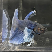 the-fish-farm Male Betta Male Betta - One Only - 14 Choose your favourite Male Betta from The Fish Farm Australia