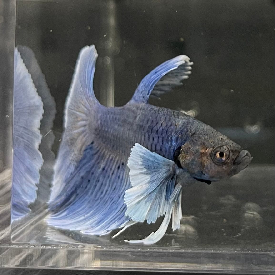 the-fish-farm Male Betta Male Betta - One Only - 14 Choose your favourite Male Betta from The Fish Farm Australia