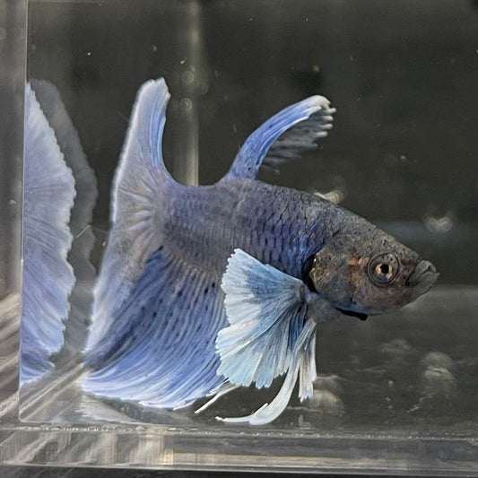 the-fish-farm Male Betta Male Betta - One Only - 14 Choose your favourite Male Betta from The Fish Farm Australia