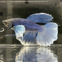 the-fish-farm Male Betta Male Betta - One Only - 14 Choose your favourite Male Betta from The Fish Farm Australia