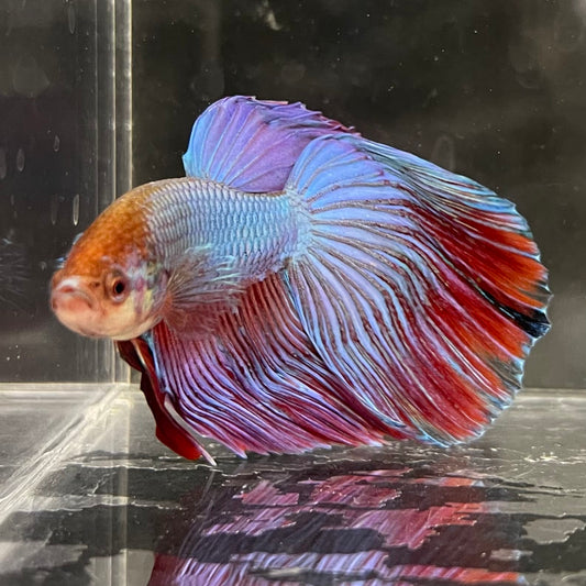 the-fish-farm Male Betta Male Betta - One Only - 14 Choose your favourite Male Betta from The Fish Farm Australia