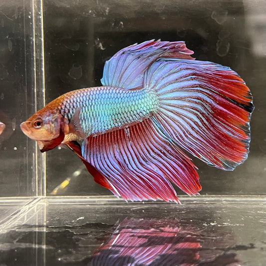 the-fish-farm Male Betta Male Betta - One Only - 14 Choose your favourite Male Betta from The Fish Farm Australia