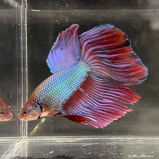 the-fish-farm Male Betta Male Betta - One Only - 14 Choose your favourite Male Betta from The Fish Farm Australia