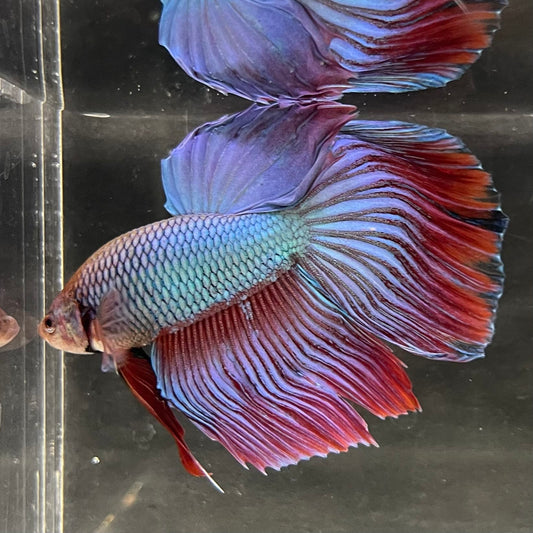 the-fish-farm Male Betta Male Betta - One Only - 14 Choose your favourite Male Betta from The Fish Farm Australia