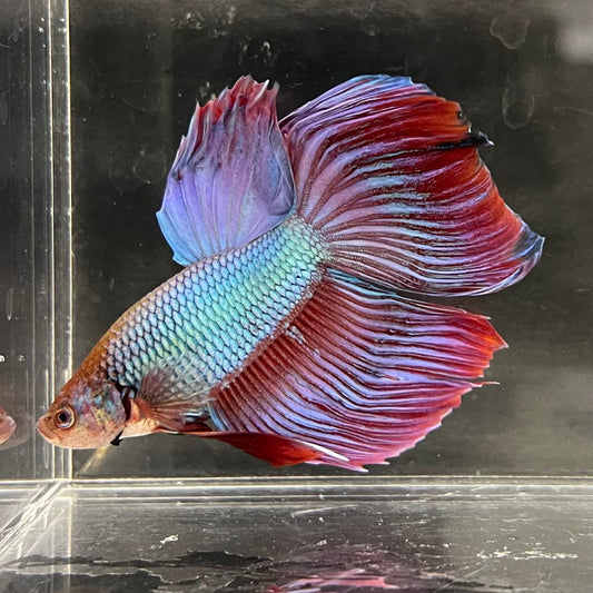 the-fish-farm Male Betta Male Betta - One Only - 14 Choose your favourite Male Betta from The Fish Farm Australia