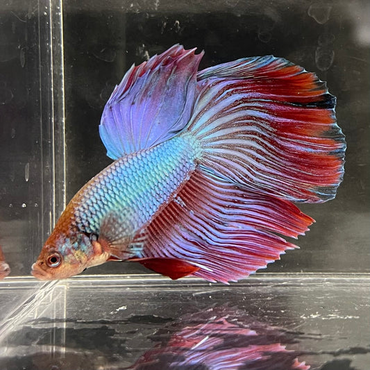 the-fish-farm Male Betta Male Betta - One Only - 14 Choose your favourite Male Betta from The Fish Farm Australia
