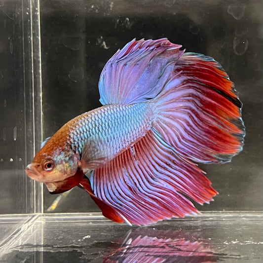 the-fish-farm Male Betta Male Betta - One Only - 14 Choose your favourite Male Betta from The Fish Farm Australia