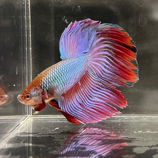 the-fish-farm Male Betta Male Betta - One Only - 14 Choose your favourite Male Betta from The Fish Farm Australia
