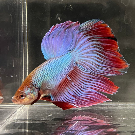 the-fish-farm Male Betta Male Betta - One Only - 14 Choose your favourite Male Betta from The Fish Farm Australia