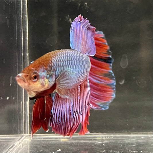 the-fish-farm Male Betta Male Betta - One Only - 14 Choose your favourite Male Betta from The Fish Farm Australia