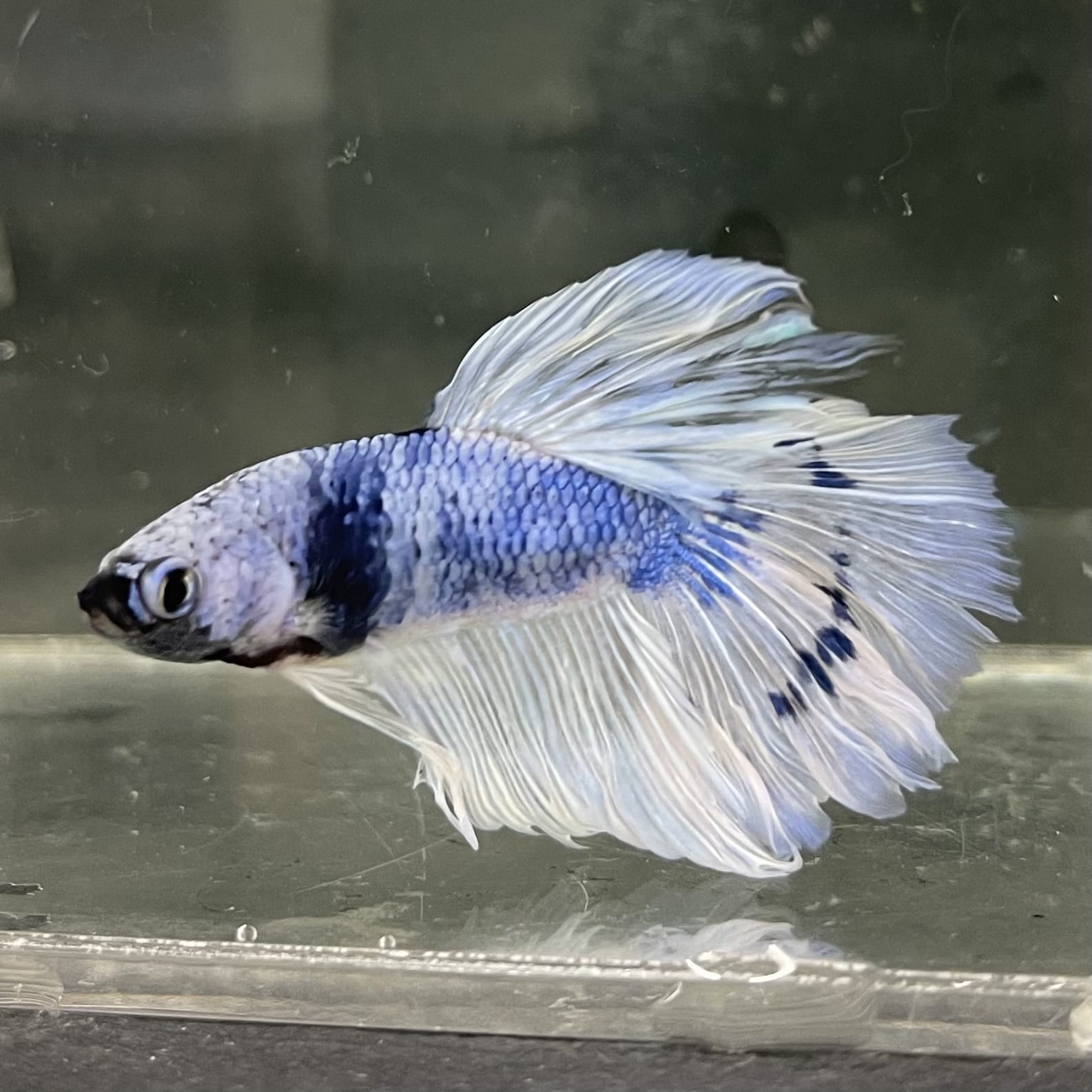 the-fish-farm Male Betta Male Betta - One Only - 14 Choose your favourite Male Betta from The Fish Farm Australia