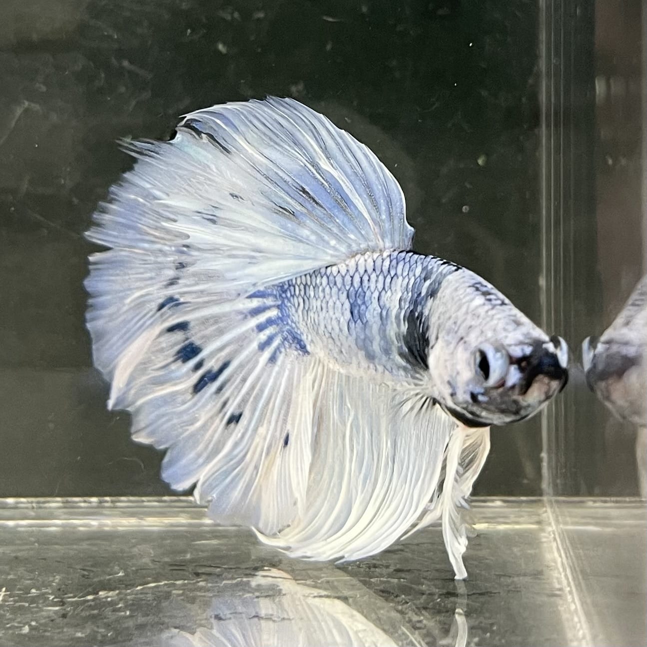 the-fish-farm Male Betta Male Betta - One Only - 14 Choose your favourite Male Betta from The Fish Farm Australia