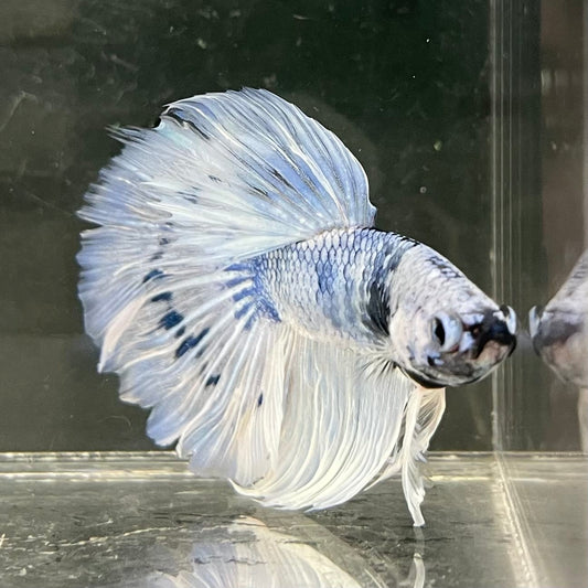the-fish-farm Male Betta Male Betta - One Only - 14 Choose your favourite Male Betta from The Fish Farm Australia