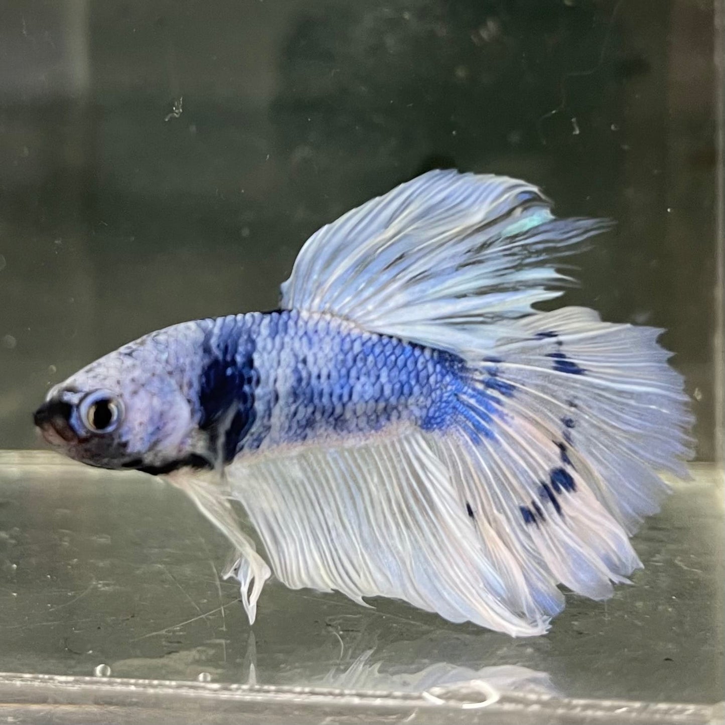 the-fish-farm Male Betta Male Betta - One Only - 14 Choose your favourite Male Betta from The Fish Farm Australia