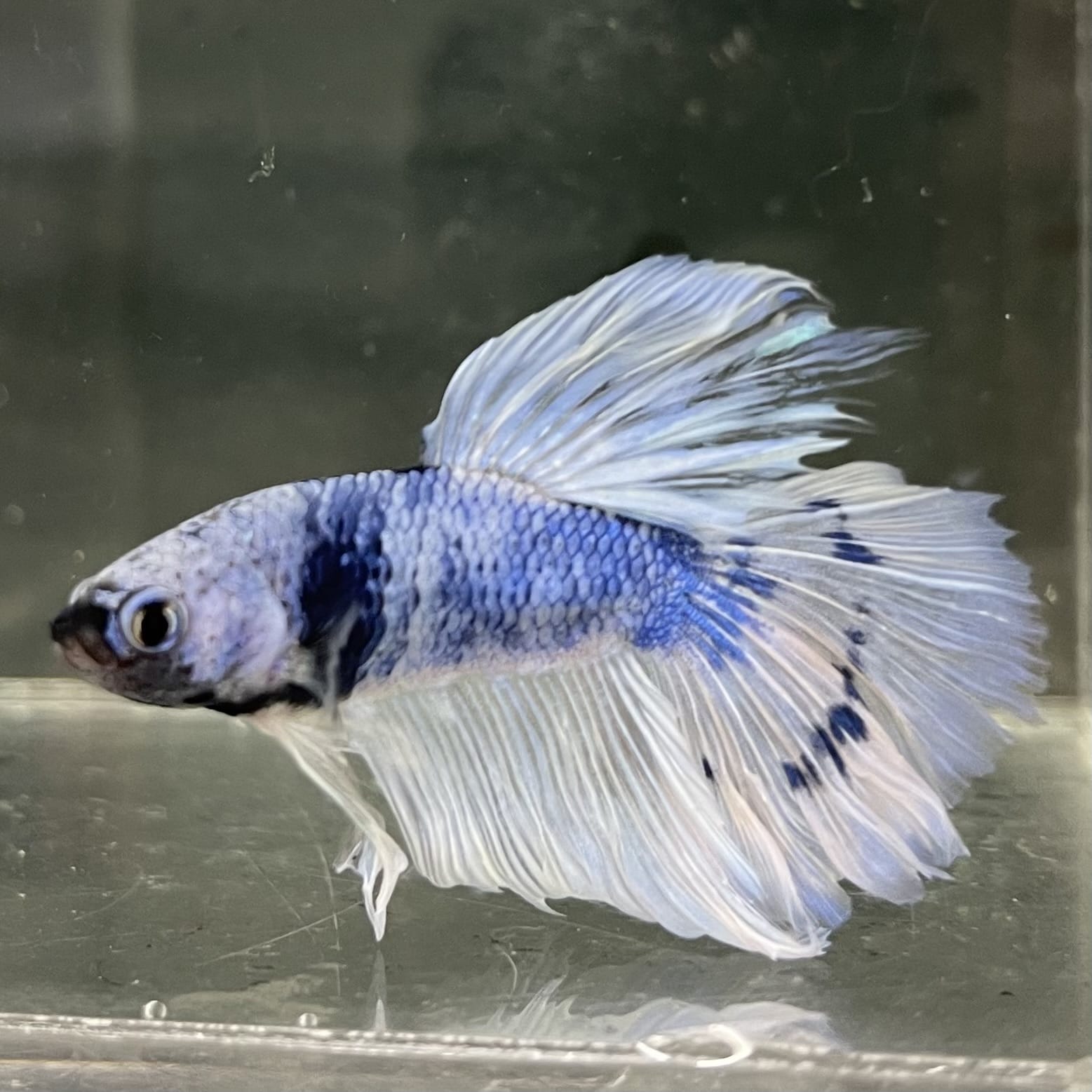 the-fish-farm Male Betta Male Betta - One Only - 14 Choose your favourite Male Betta from The Fish Farm Australia
