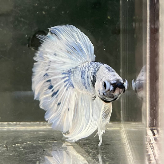 the-fish-farm Male Betta Male Betta - One Only - 14 Choose your favourite Male Betta from The Fish Farm Australia