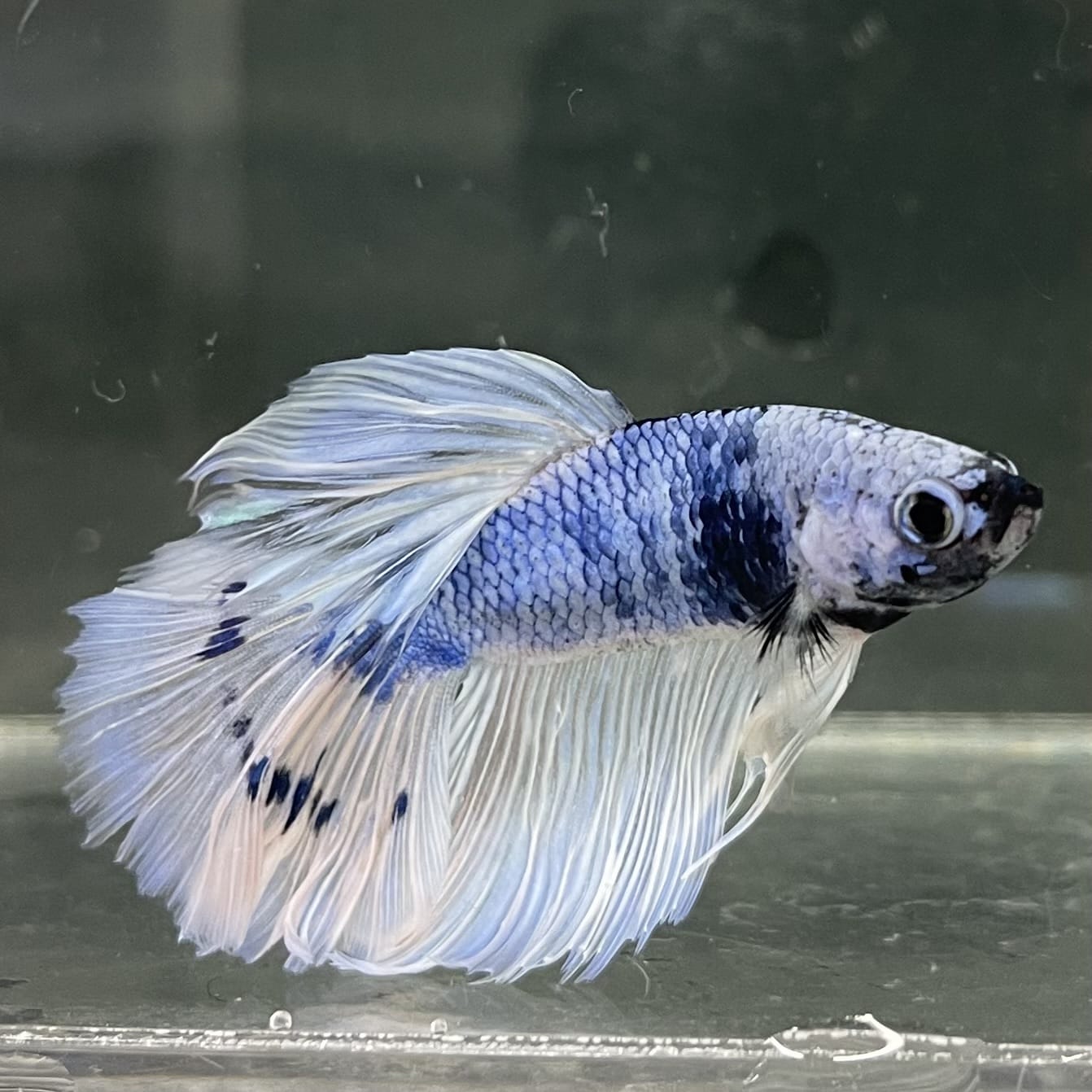 the-fish-farm Male Betta Male Betta - One Only - 14 Choose your favourite Male Betta from The Fish Farm Australia