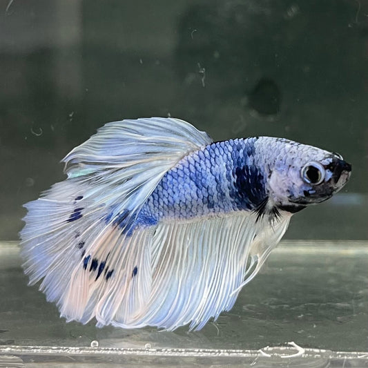 the-fish-farm Male Betta Male Betta - One Only - 14 Choose your favourite Male Betta from The Fish Farm Australia