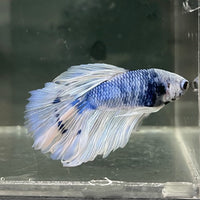 the-fish-farm Male Betta Male Betta - One Only - 14 Choose your favourite Male Betta from The Fish Farm Australia