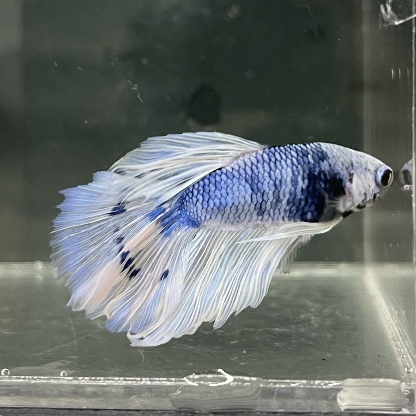 the-fish-farm Male Betta Male Betta - One Only - 14 Choose your favourite Male Betta from The Fish Farm Australia