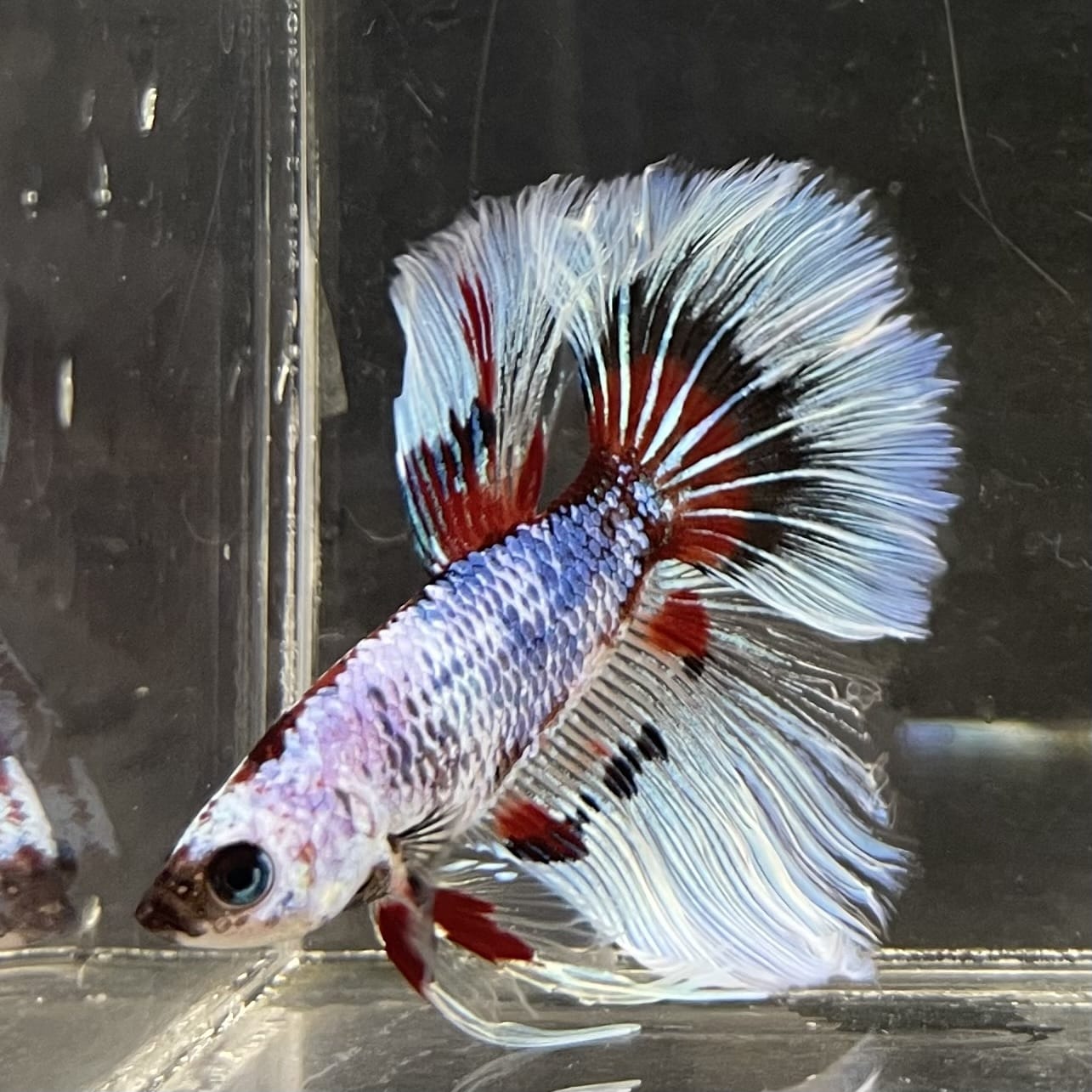the-fish-farm Male Betta Male Betta - One Only - 14 Choose your favourite Male Betta from The Fish Farm Australia