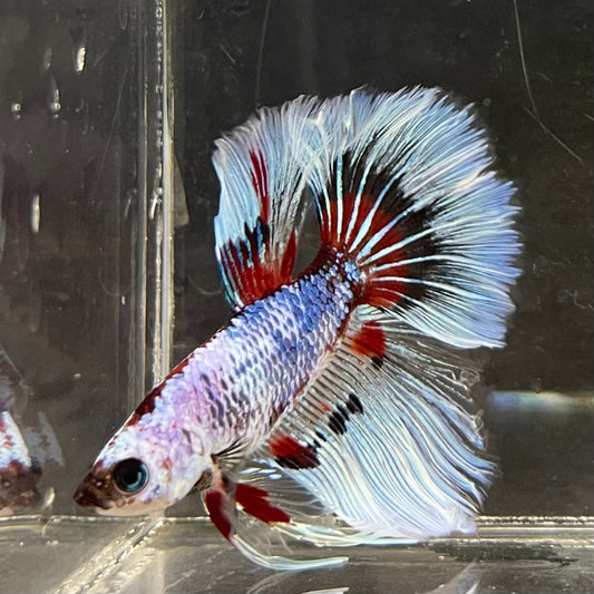 the-fish-farm Male Betta Male Betta - One Only - 14 Choose your favourite Male Betta from The Fish Farm Australia
