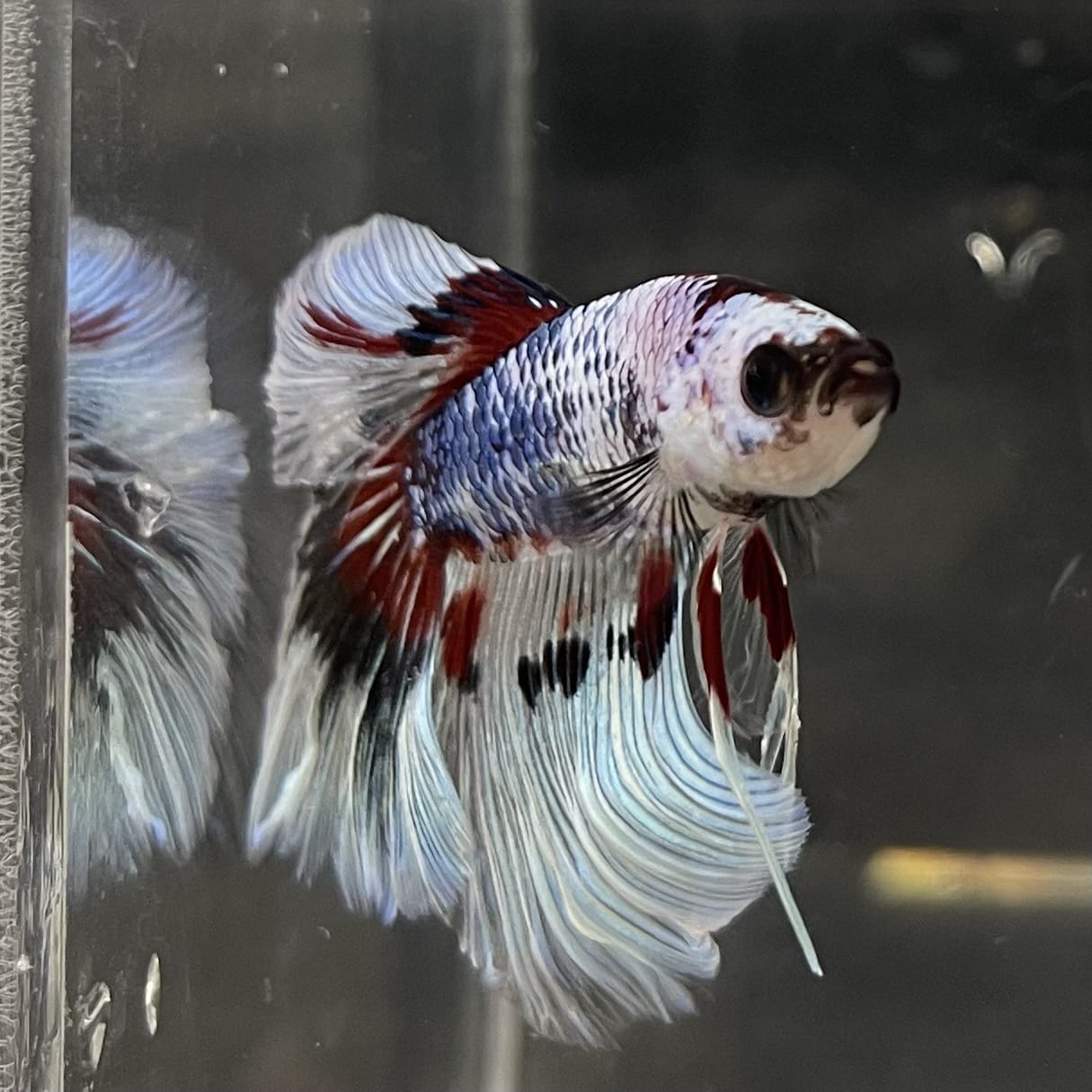 the-fish-farm Male Betta Male Betta - One Only - 14 Choose your favourite Male Betta from The Fish Farm Australia
