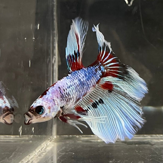 the-fish-farm Male Betta Male Betta - One Only - 14 Choose your favourite Male Betta from The Fish Farm Australia