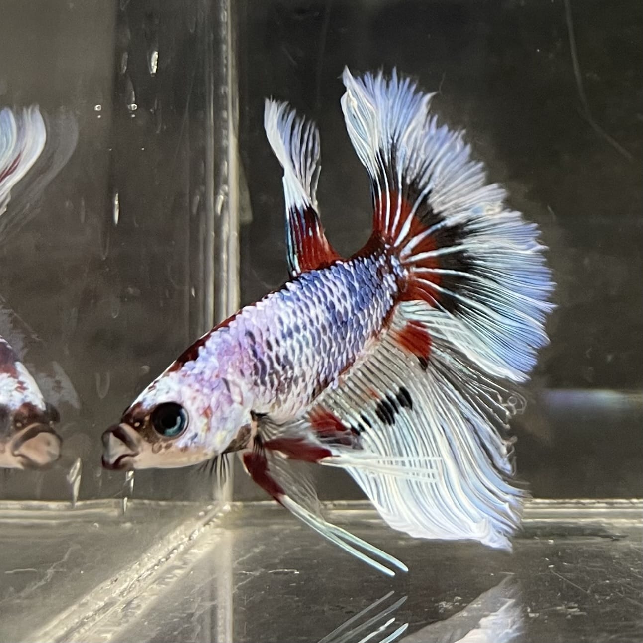 the-fish-farm Male Betta Male Betta - One Only - 14 Choose your favourite Male Betta from The Fish Farm Australia