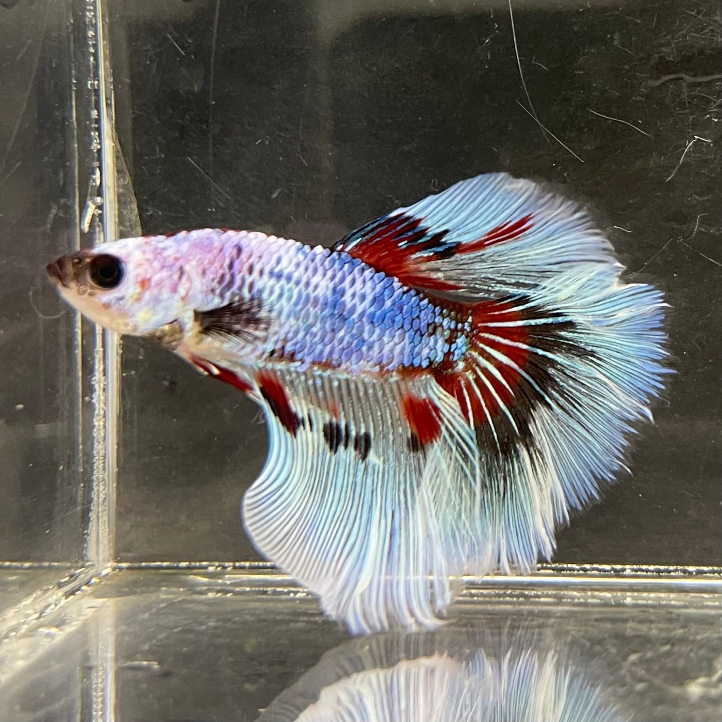 the-fish-farm Male Betta Male Betta - One Only - 14 Choose your favourite Male Betta from The Fish Farm Australia