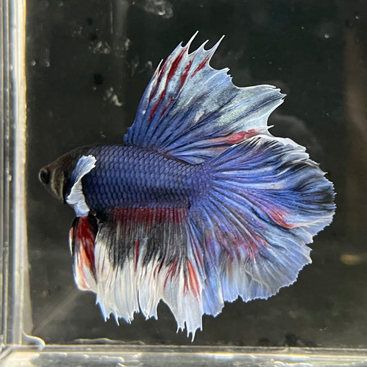 the-fish-farm Male Betta Male Betta - One Only - 14 Choose your favourite Male Betta from The Fish Farm Australia