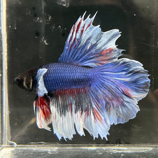 the-fish-farm Male Betta Male Betta - One Only - 14 Choose your favourite Male Betta from The Fish Farm Australia