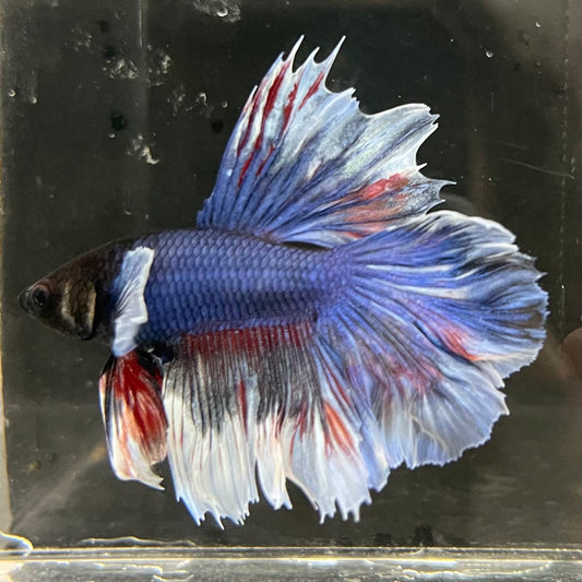 the-fish-farm Male Betta Male Betta - One Only - 14 Choose your favourite Male Betta from The Fish Farm Australia