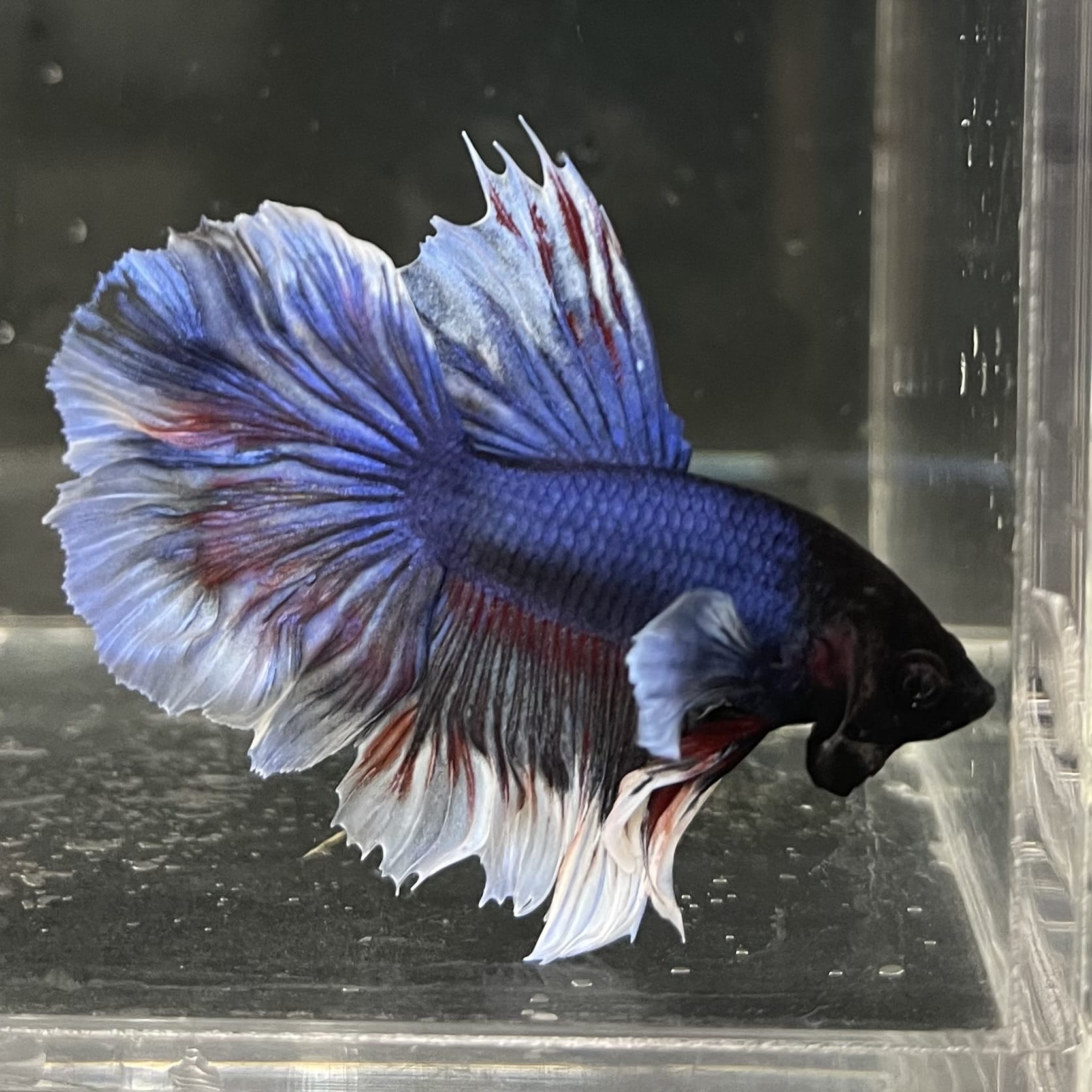 the-fish-farm Male Betta Male Betta - One Only - 14 Choose your favourite Male Betta from The Fish Farm Australia