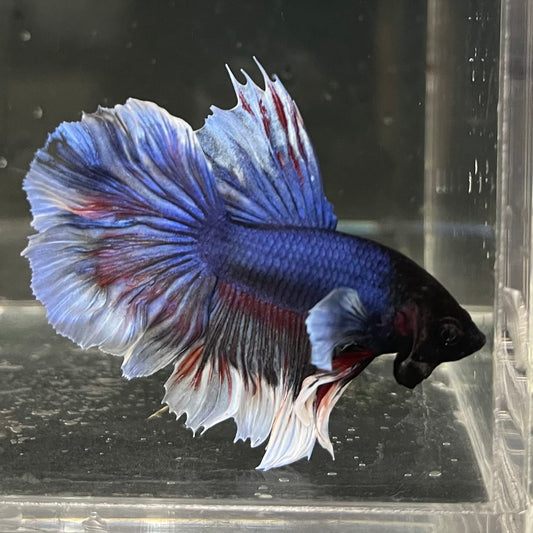 the-fish-farm Male Betta Male Betta - One Only - 14 Choose your favourite Male Betta from The Fish Farm Australia