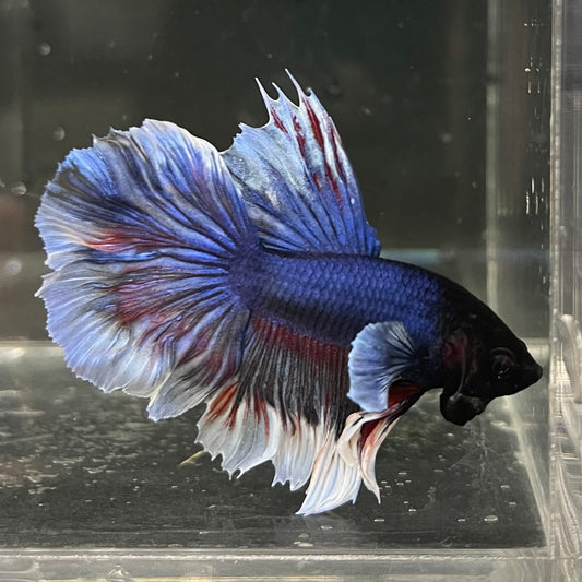 the-fish-farm Male Betta Male Betta - One Only - 14 Choose your favourite Male Betta from The Fish Farm Australia