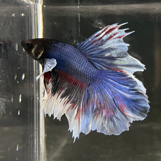 the-fish-farm Male Betta Male Betta - One Only - 14 Choose your favourite Male Betta from The Fish Farm Australia