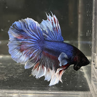 the-fish-farm Male Betta Male Betta - One Only - 14 Choose your favourite Male Betta from The Fish Farm Australia