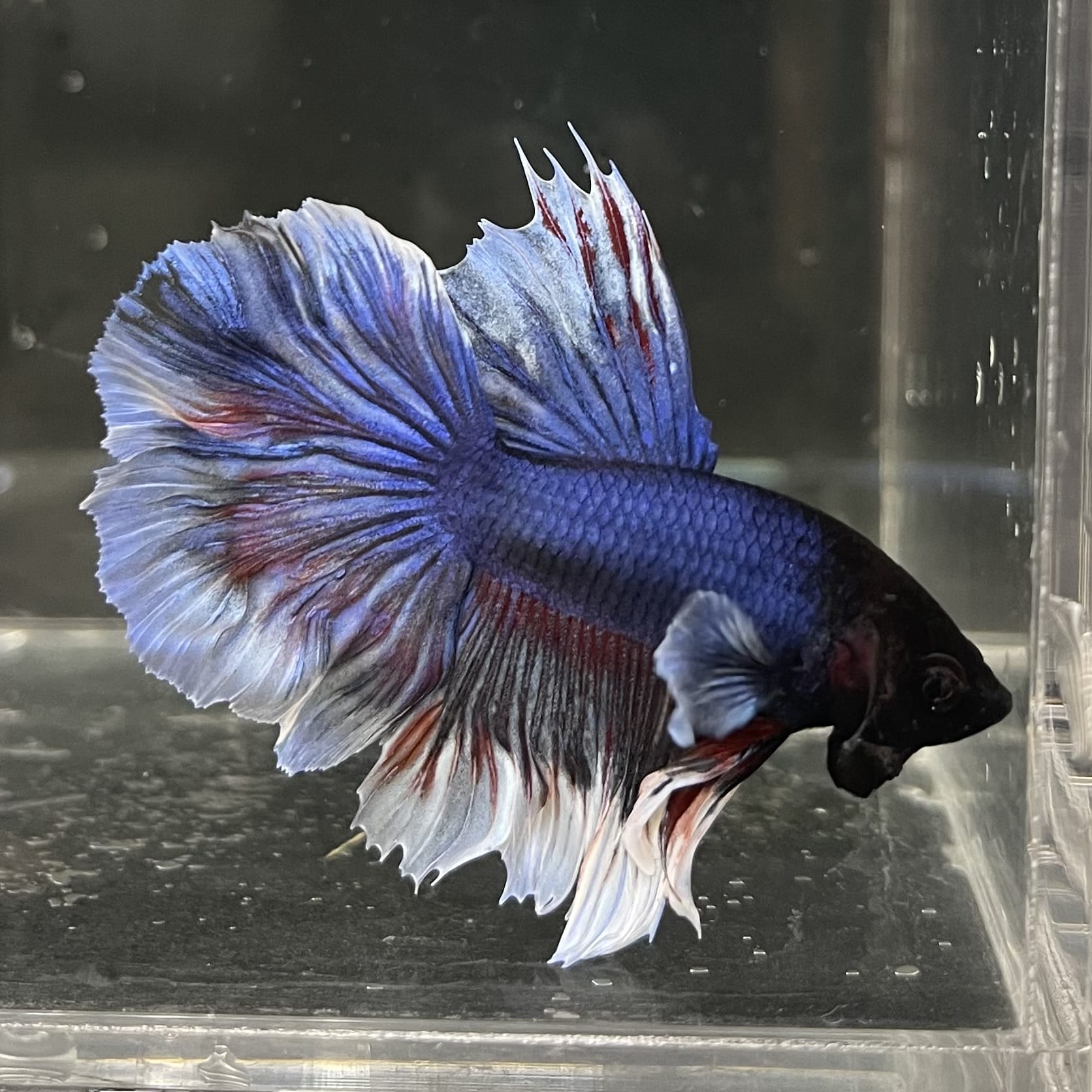 the-fish-farm Male Betta Male Betta - One Only - 14 Choose your favourite Male Betta from The Fish Farm Australia
