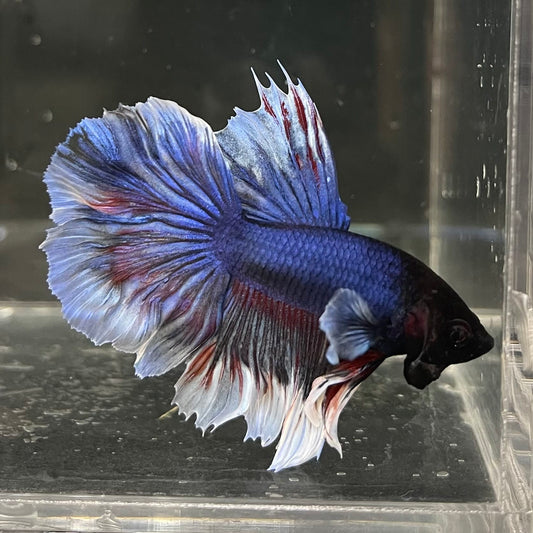 the-fish-farm Male Betta Male Betta - One Only - 14 Choose your favourite Male Betta from The Fish Farm Australia