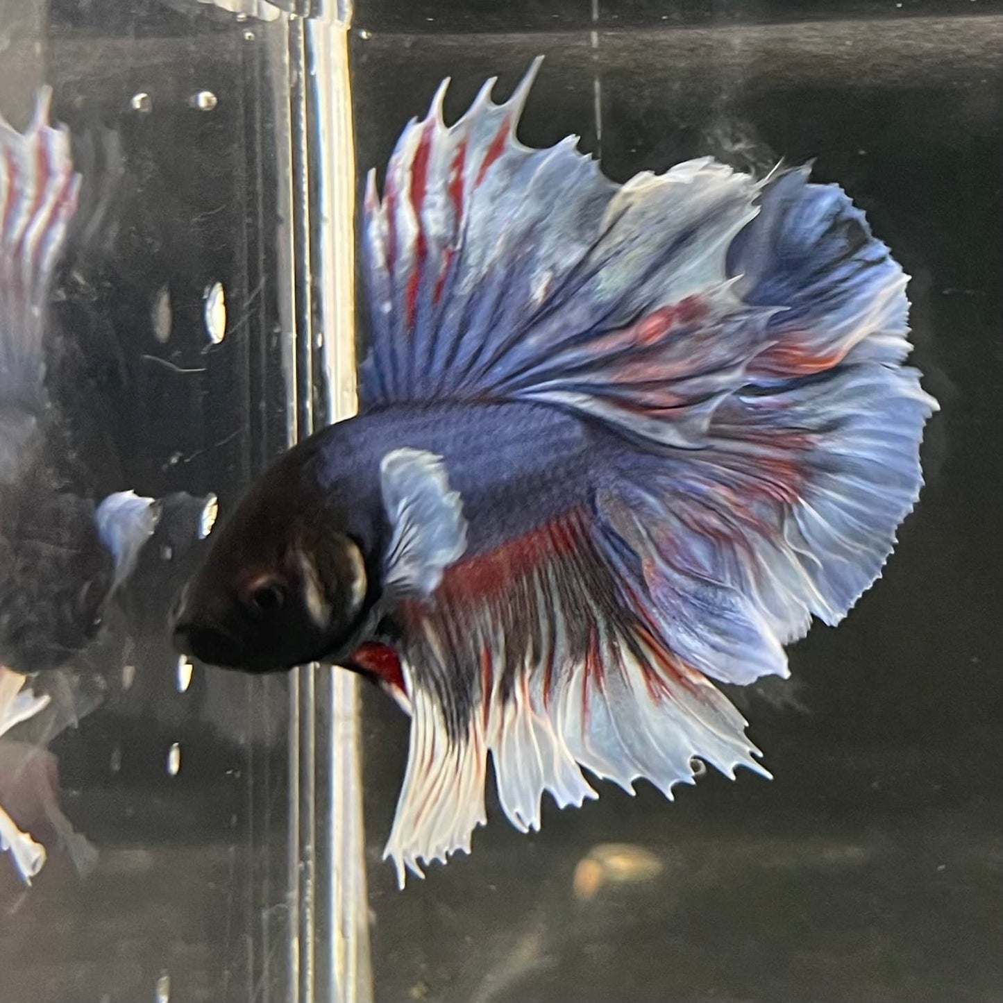 the-fish-farm Male Betta Male Betta - One Only - 14 Choose your favourite Male Betta from The Fish Farm Australia